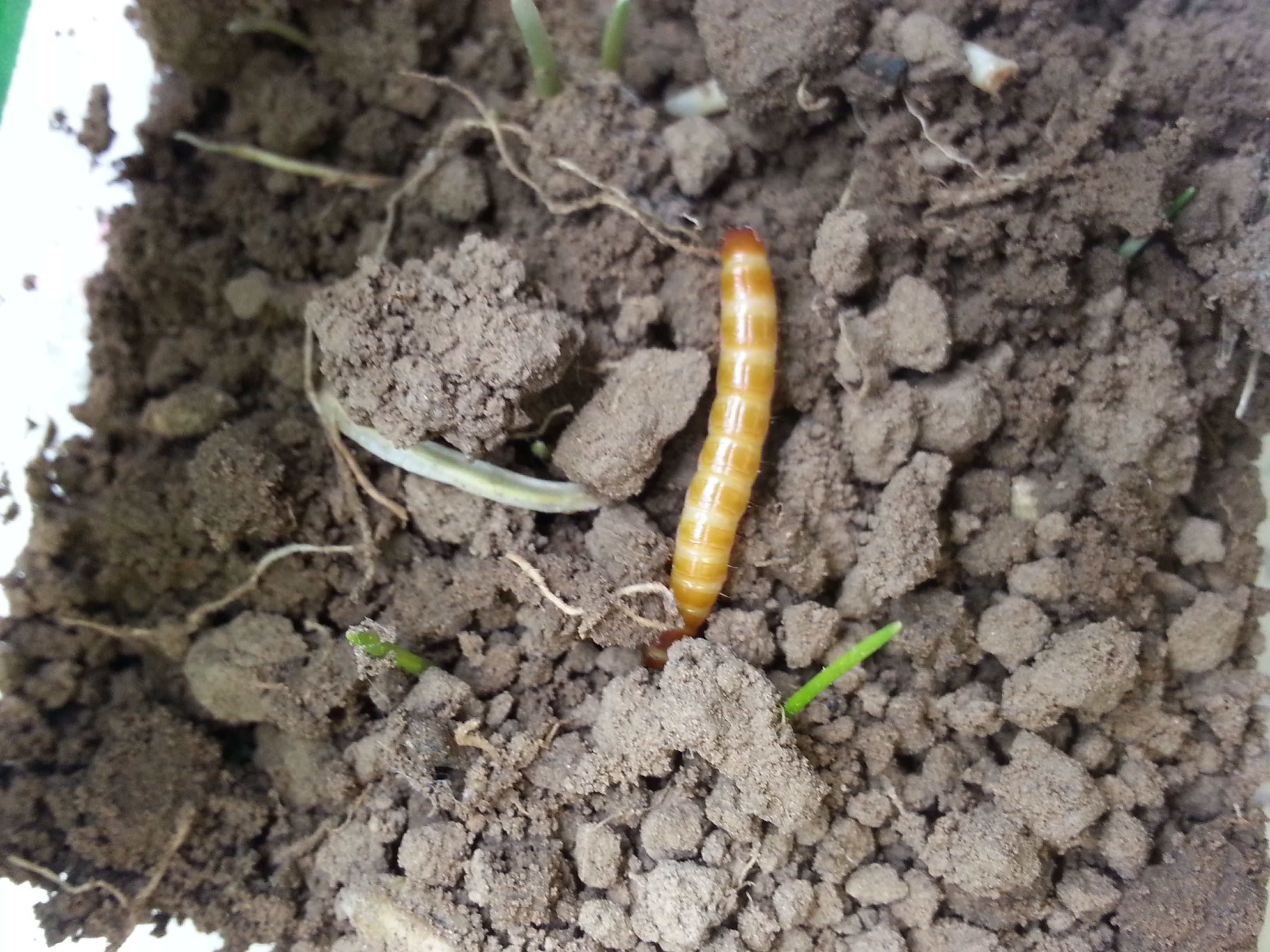 Southern Potato Wireworm Pest Management